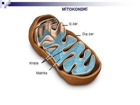 Mitokondri görseli